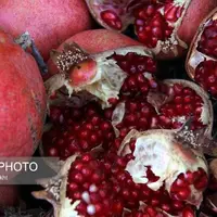 پاییز سرخ لرستان در انارستان کوهدشت         