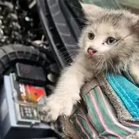 کشف پنج بچه‌گربه در موتور خودرو پس از طی ۱۴ کیلومتر