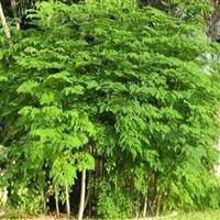 کشت مورینگا برای نخستین‌بار در دهلران