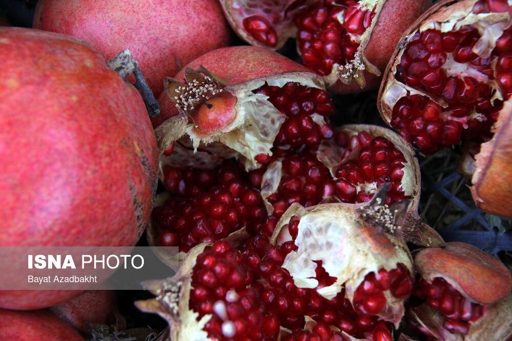 پاییز سرخ لرستان در انارستان کوهدشت         