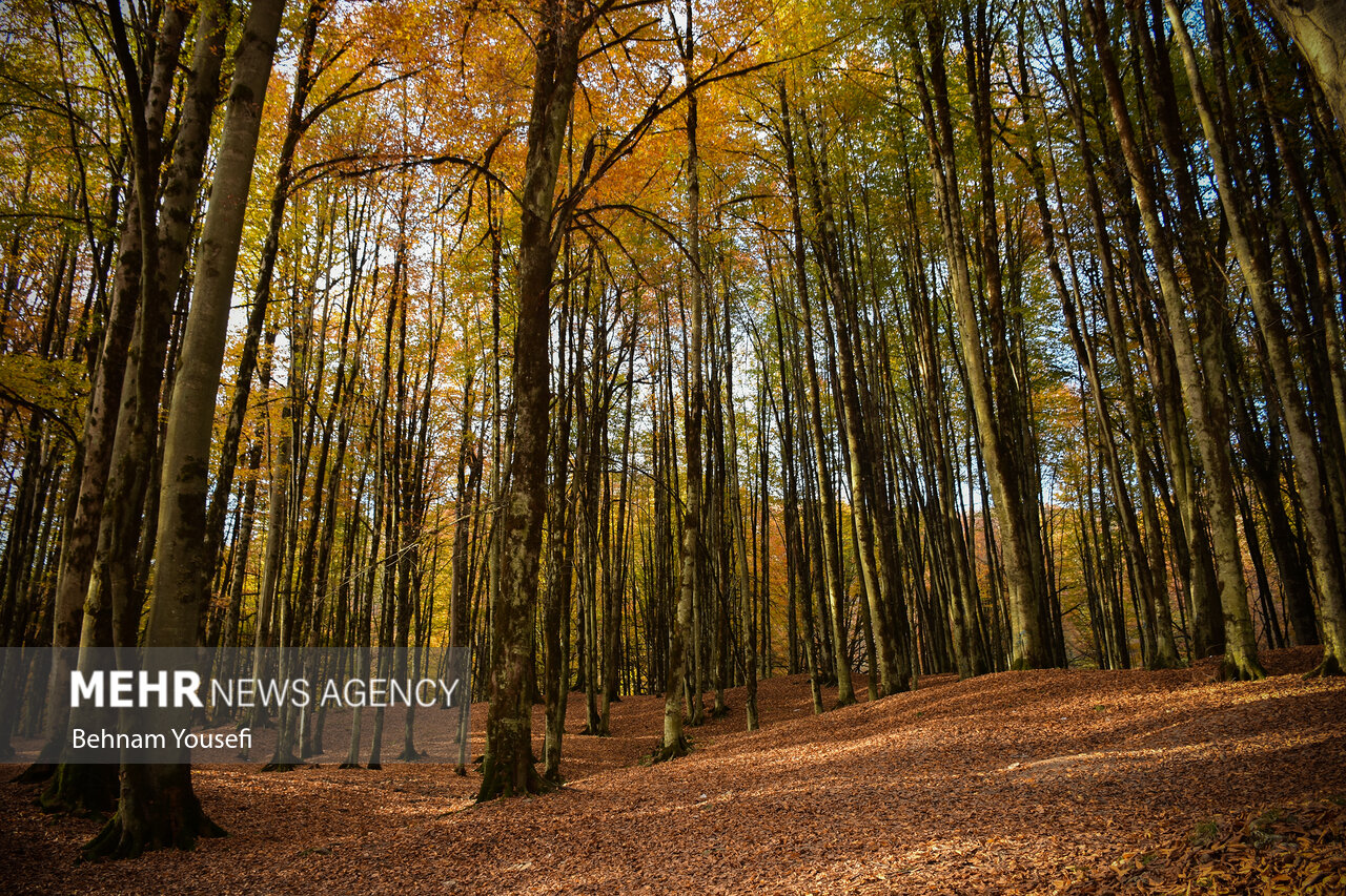 زیبایی جنگل های پاییزی مازندران