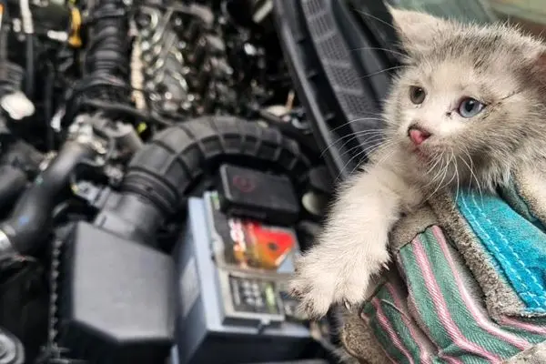 کشف پنج بچه‌گربه در موتور خودرو پس از طی ۱۴ کیلومتر