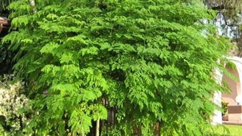 کشت مورینگا برای نخستین‌بار در دهلران