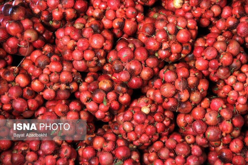 پاییز سرخ لرستان در انارستان کوهدشت         