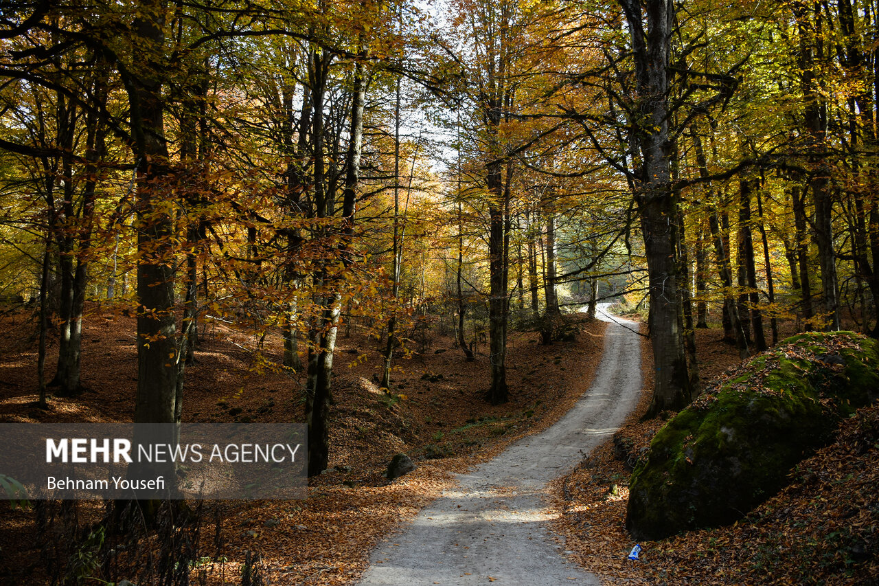 زیبایی جنگل های پاییزی مازندران