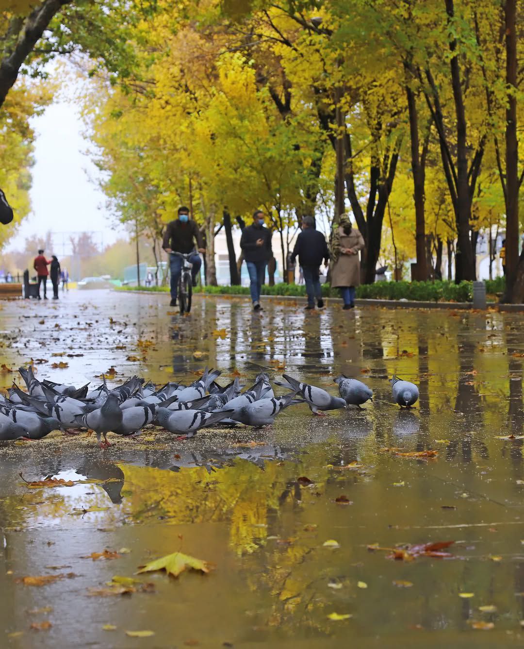 پائیزانه های چهار باغ