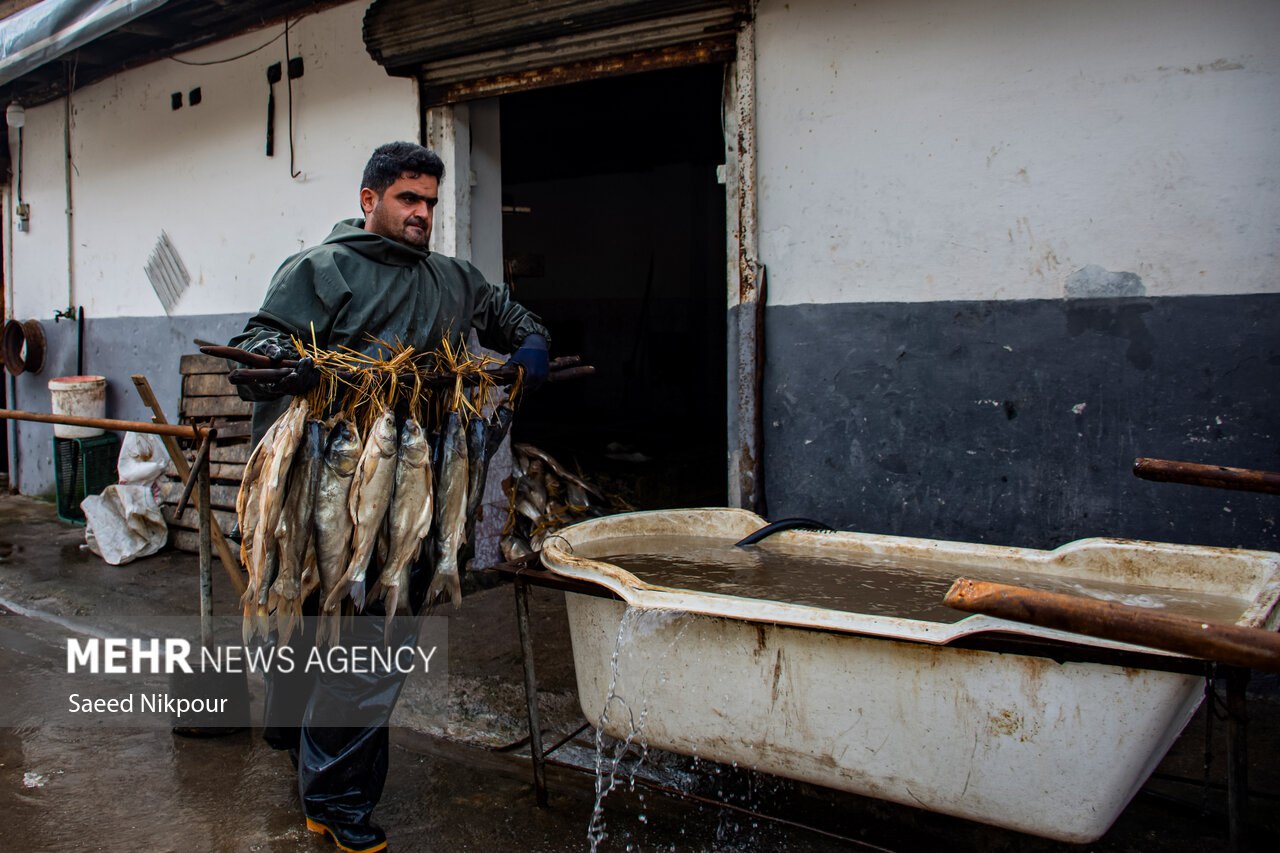 سنت دودی کردن ماهی در گیلان
