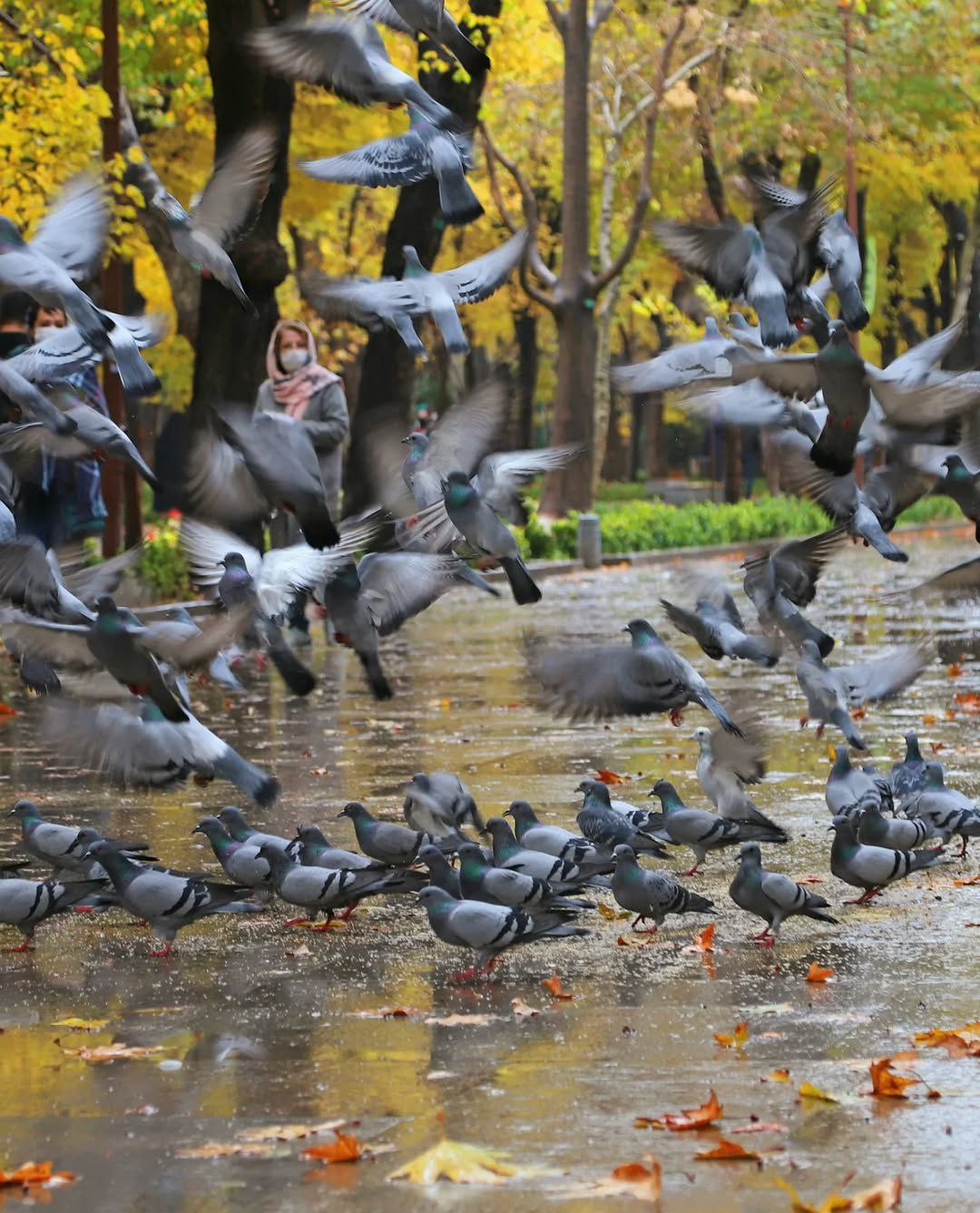 پائیزانه های چهار باغ