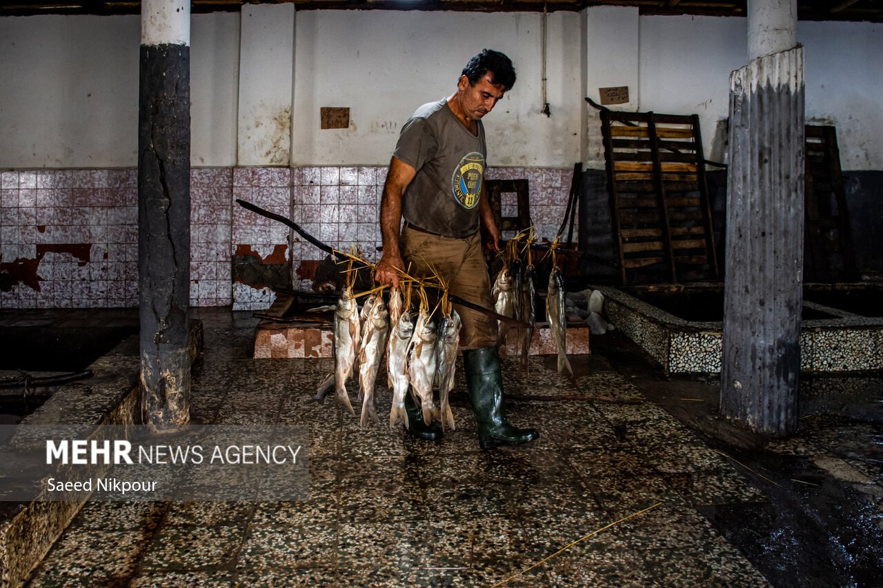 سنت دودی کردن ماهی در گیلان