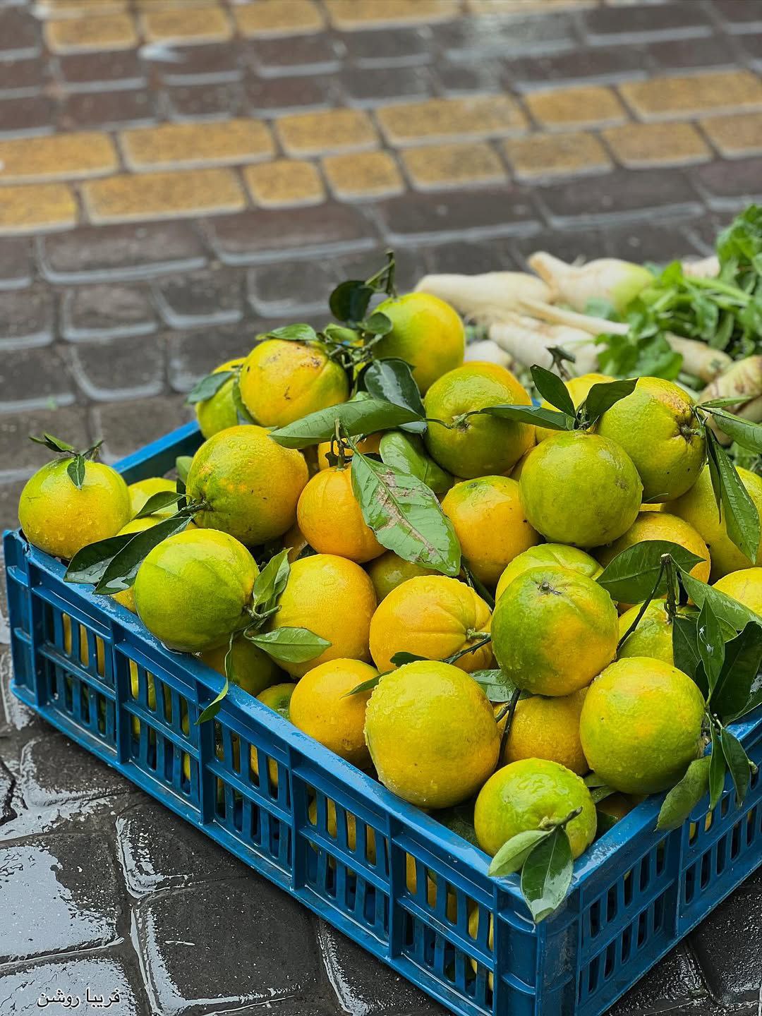 تصاویری که بوی شمال دارن !
