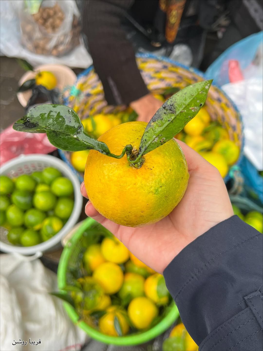 تصاویری که بوی شمال دارن !