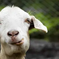 اولین قهوه دنیا توسط یک بز کشف شد!