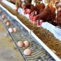 پشت پرده واردات نهاده تولید مرغ و تخم مرغ