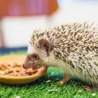 یکی از مؤثرترین مکانیسم‌های دفاعی طبیعت در جوجه تیغی