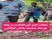 نجات یک گراز از گودال توسط محیطبانان در گرگان