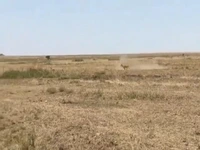 اشتباه هولناک «غزال» در برابر «شیر» گرسنه!