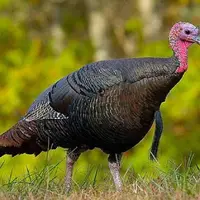 راز تغییر رنگ بوقلمون