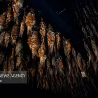 سنت دودی کردن ماهی در گیلان