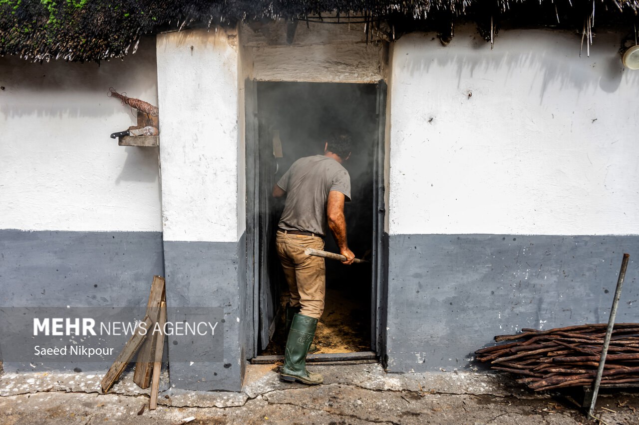 سنت دودی کردن ماهی در گیلان