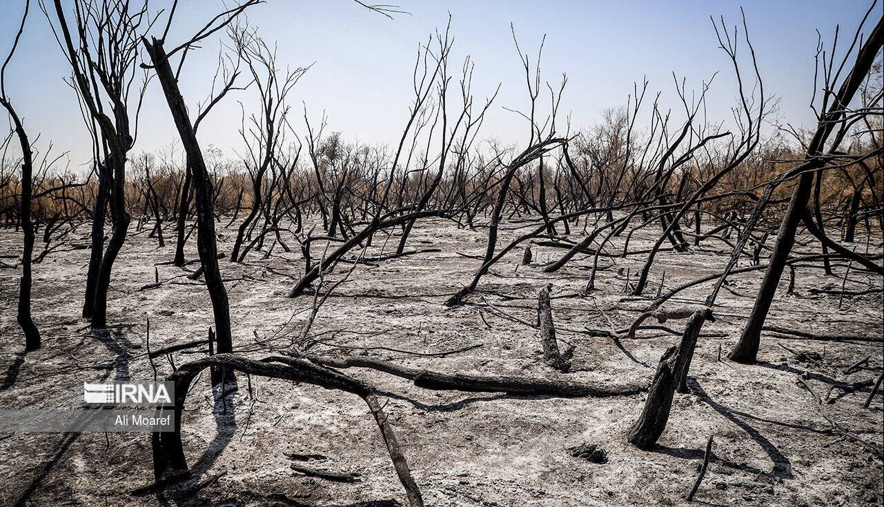 دستور قضایی برای شناسایی عاملان آتش‌سوزی جنگل‌های چالوس صادر شد