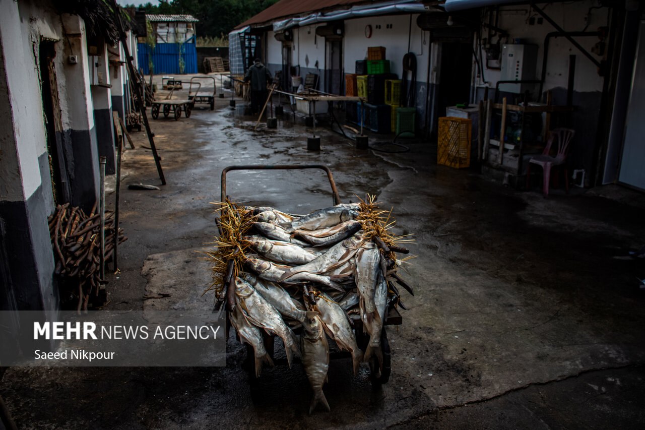 سنت دودی کردن ماهی در گیلان