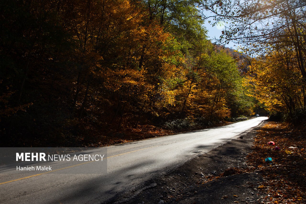 جنگل پاییزی توسکستان گرگان