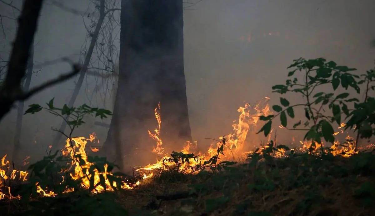 واکنش علیرضا قربانی به سوختن «جنگل‌های هیرکانی»