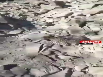 لحظه مشاهده توله‌پلنگ در کوه‌های بشاگرد و انتقال برای درمان