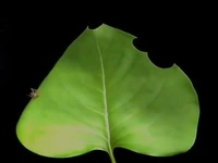 اطلاعاتی جالب درباره مورچه های برگ بُر