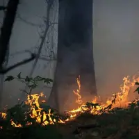 واکنش علیرضا قربانی به سوختن «جنگل‌های هیرکانی»