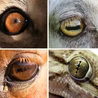  مردمک چشم تعیین می‌ کند شکارچی باشی یا شکار!