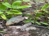 حمله شاه‌کبرا به بزمجه غول‌پیکر