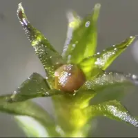 خزههایی که ۹ ماه در فضا زنده ماندند!