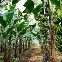 سیستان و بلوچستان قطب تولید موز کشور