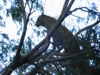 مبارزه دیدنی بابون و پلنگ روی درخت