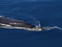 آموزش شکار لاک‌پشت‌ توسط نهنگ‌های قاتل