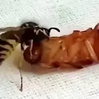 زنبور زمردی جراح مغز سوسکها