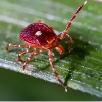 مرد آمریکایی پس از خوردن همبرگر جان باخت؛ علت مرگ آلرژی ناشی از نیش کنه بود