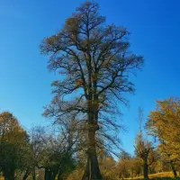 بلندترین بلوط جهان در ایران