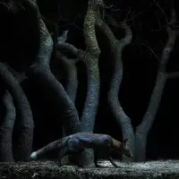 عکس/ برندگان جایزه عکاسی Nature inFocus سال ۲۰۲۵