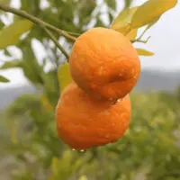 آغاز برداشت نارنگی از باغ‌های جنوب کرمان