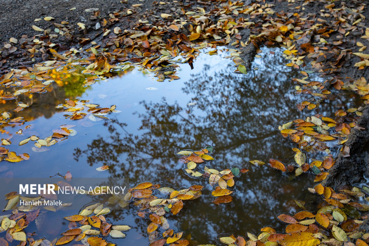 جنگل پاییزی توسکستان گرگان