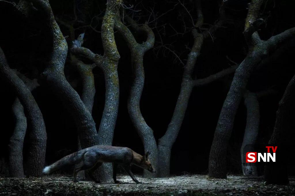 عکس/ برندگان جایزه عکاسی Nature inFocus سال ۲۰۲۵