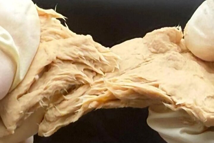 قارچی که انتشار گازهای گلخانه‌ای را کاهش می‌دهد و طعم گوشت دارد