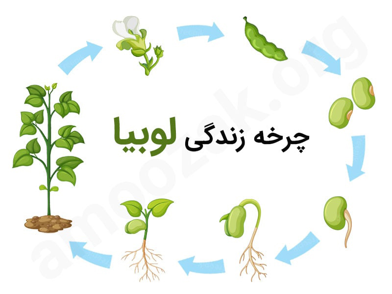 کاردستی مراحل رشد لوبیا 