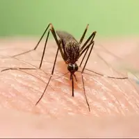 موارد ابتلای تب دنگی در هرمزگان به ۲۲۵ نفر رسید