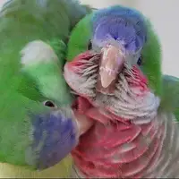 طوطی‌ها با احتیاط دوست جدید پیدا می‌کنند