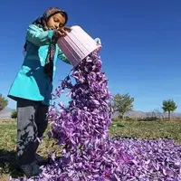 کاهش 40 درصدی تولید زعفران نسبت به پارسال