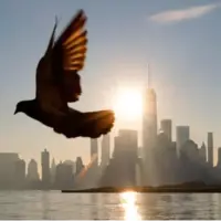 کدام عضو مرموز پرندگان نقش قطبنما را دارد؟