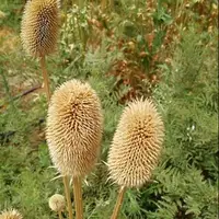  قوی ترین ضد درد بالا تر از لیدوکائین! 